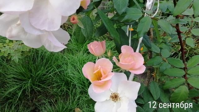 ИЗМЕНЕНИЯ В ЦВЕТЕНИИ РОЗЫ САЛЛИ ФОЛМС (Sally Holmes) В ТЕЧЕНИИ ДВУХ ДНЕЙ. 10 - 12 сентября 2021 г. смотреть онлайн