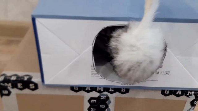 Кот в норе!Злючий кот!The cat in the hole! Angry cat! смотреть онлайн