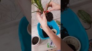 Пересадка Аглаонемы(first diamondФест Даймонд.Срочная пересадка.Аглаонема попросила горшок по больш