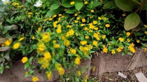 САНВИТАЛИЯ ВЕГЕТАТИВНАЯ.ЦВЕТЕНИЕ САНВИТАЛИИ.2021