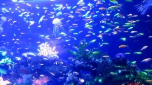 Рыбы. Детям про рыб