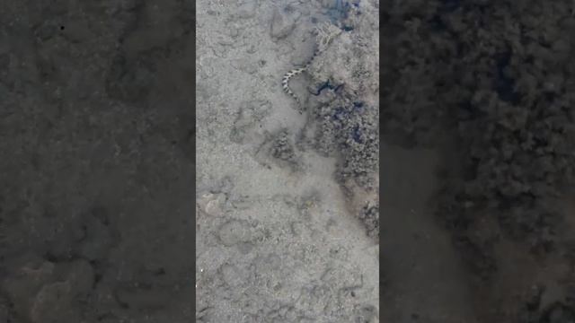 Мурена Красное море смотреть онлайн