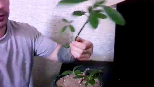 Сново обрезаем.