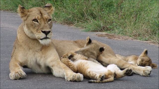 Kruger National Park Best Place In The World To See Lions