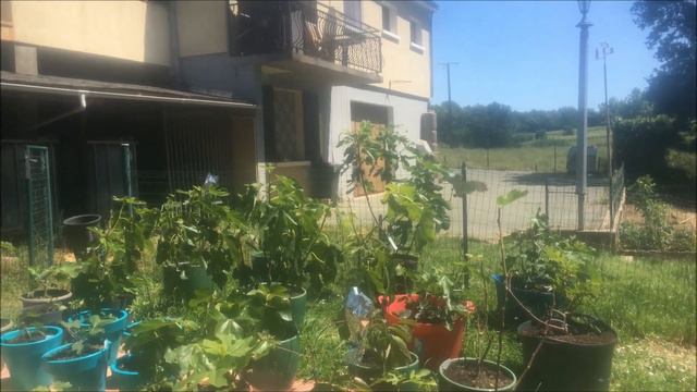 Инжир французских, испанских, итальянских и португальских сортов в контейнерах. Плюсы и минусы. смотреть онлайн