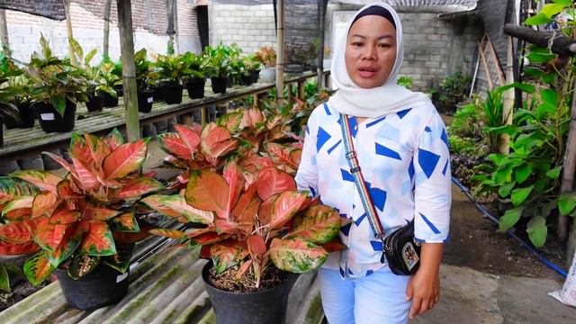 Jual Aneka Tanhis Puring Super Menor & Tanhis Aglo Lokal Menor Rimbun Murah смотреть онлайн