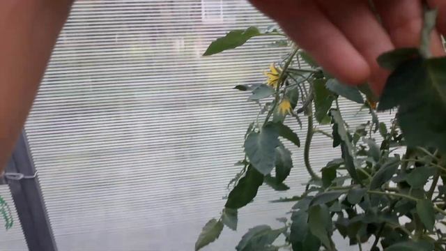 Главная подкормка для томатов. смотреть онлайн