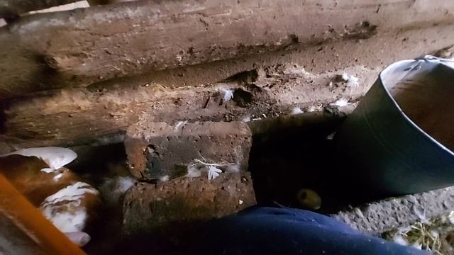 утка мулард вывела утят?)) как такое возможно?)) смотреть онлайн