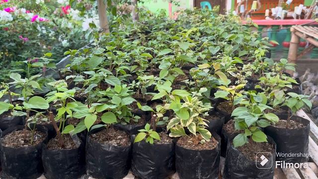 READY FOR SHIPMENT VIA LBC SMALL SIZE ROOTED BOUGAINVILLEA смотреть онлайн