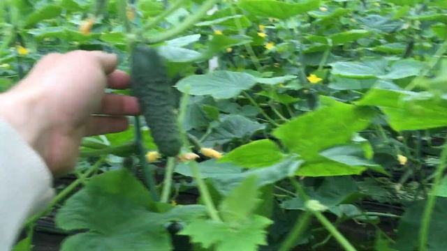 Лучшее от Seminis: краткий обзор корнишон Мадрилене