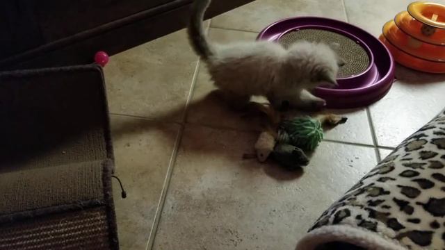 Ragdoll kitten Chase 04-07-18 смотреть онлайн