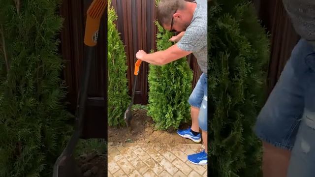 Посадка Туи на участке. #Туи