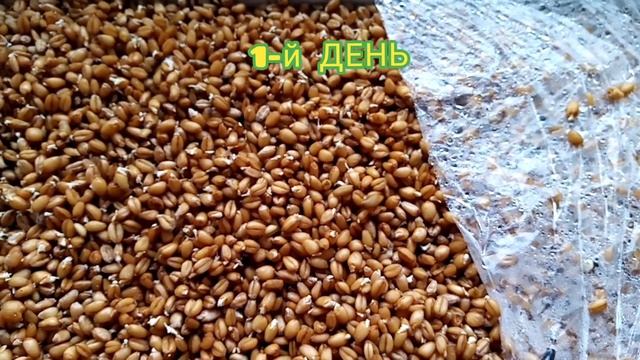 Проращиваем зерно для кур. Секретный способ. смотреть онлайн