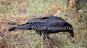 Суеверия о птицах которые на вас нагадили.
