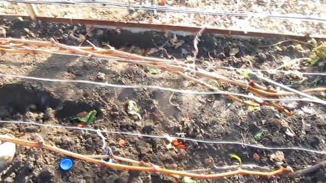 Обработка винограда железным купоросом смотреть онлайн