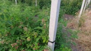 Малина Джорджия. Первое плодоношение