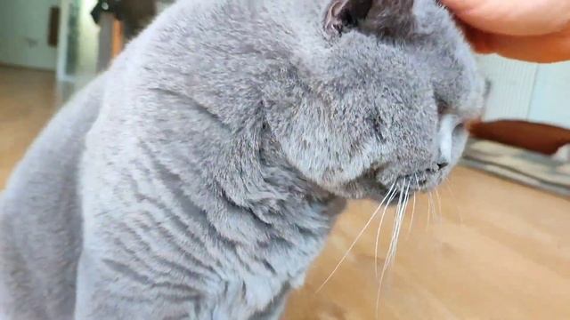 Yes! Smoosh My Face Hooman смотреть онлайн