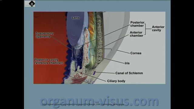 Glaucoma. Ингибиторы карбоангидразы в терапии глаукомы, 1, Голубев С.Ю.
