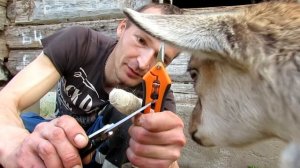 Ножницы для обрезки копыт