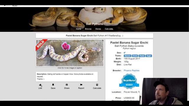 Sugar Ball Python Morph Combos | Jack's Reptiles смотреть онлайн