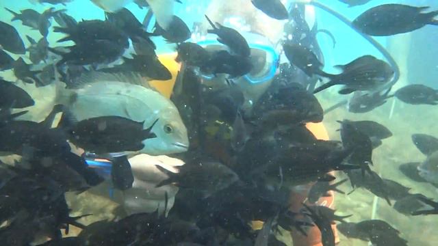 ДАЙВИНГ КРАСОТА ПОДВОДНОГО МИРА ЧЕРНОГО МОРЯ 1часть смотреть онлайн