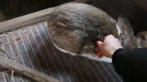 КАК ОПРЕДЕЛИТЬ ВОЗРАСТ КРОЛИКА? / ДЛЯ НАЧИНАЮЩИХ