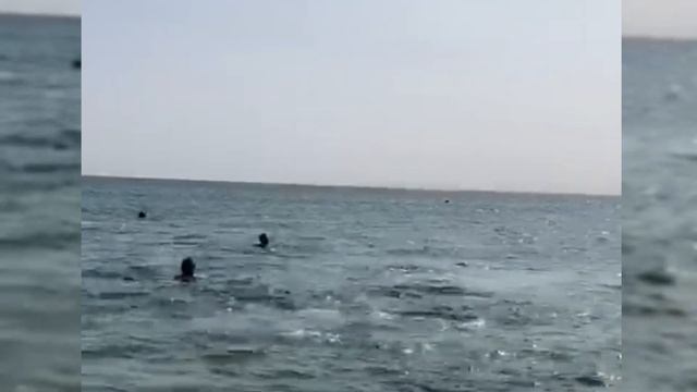 ?ДЕЛЬФИНЫ ВОЗЛЕ БЕРЕГА МОРЯ//АЗОВСКОЕ МОРЕ//♡Моя жизнь и питомцев♡? смотреть онлайн