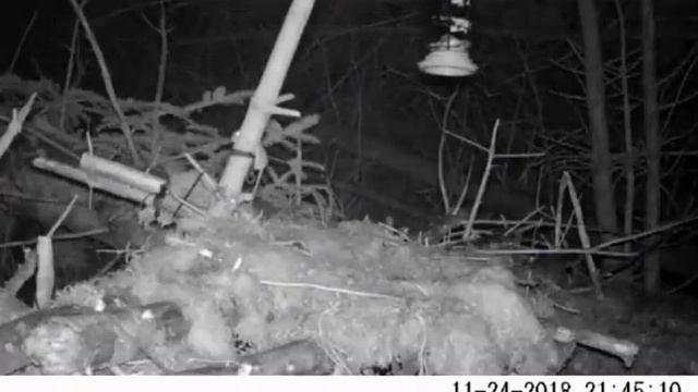 Мышь пытается допрыгнуть до кормушки смотреть онлайн