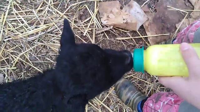 Как правильно кормить ягнят смотреть онлайн