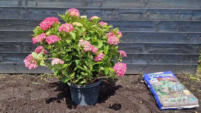 Hortensia - Hydrangea macrophylla 'Leuchtfeuer' смотреть онлайн