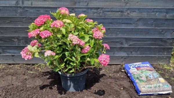 Hortensia - Hydrangea macrophylla 'Leuchtfeuer'