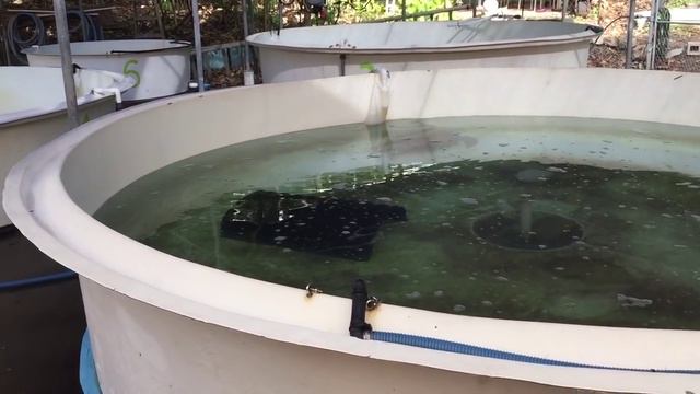 Turtle rehabilitation смотреть онлайн