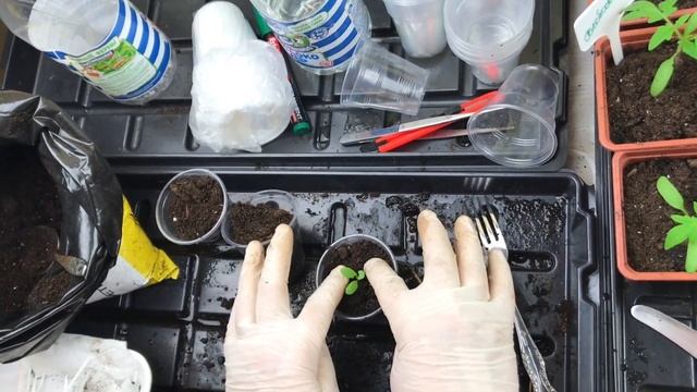 Пикировка синего шалфея– выращивание сальвии НЬЮ ДАЙМЕНШН БЛЮ. Выращивание рассады шалфея из семян смотреть онлайн