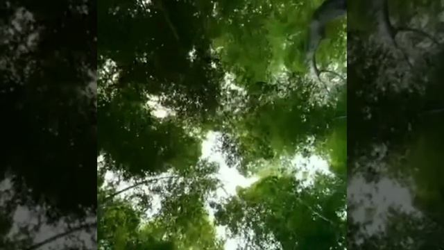 no.132 / chikurin(竹林) / KORG SP250 смотреть онлайн