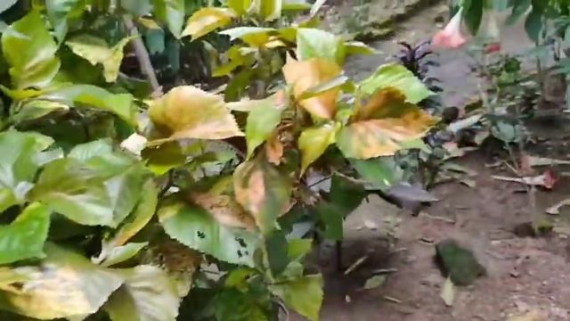 Acalypha/copperleaf plant care || How to Grow acalypha plant . смотреть онлайн