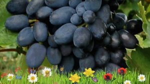 Виноград плодовый Кодрянка ? Обзор: посадка и уход. крупномеры винограда: описание и особенности