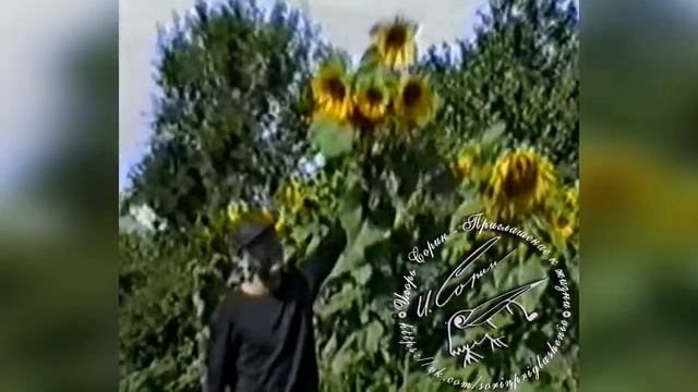 Игорь Сорин - Видеодневник, часть 2 смотреть онлайн