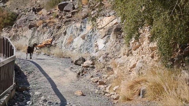 Достопримечательности ОАЭ,Шаржа,Фуджейра(ЧАСТЬ 1)/Sightseeings in UAE,Fujairah(PART 1,Al Rafisah) смотреть онлайн