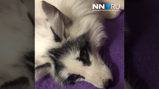 Лисенок танцует ухом смотреть онлайн