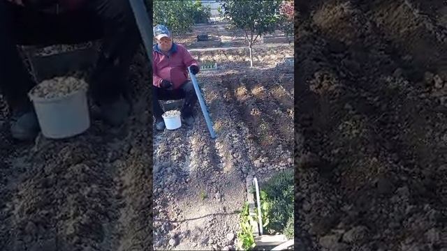 Посадка чеснока 1 смотреть онлайн