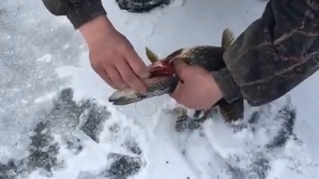 Лучшая зимняя рыбалка в рыболовном хозяйстве "Дзик". смотреть онлайн