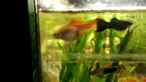 Отсаживать ли самку меченосца?