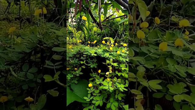 Difrutando de mi peño eden❤️🌹🌹🌹🌹💐💐 смотреть онлайн