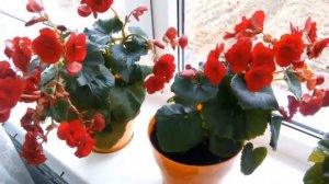 Как ухаживать за БЕГОНИЕЙ ЭЛАТИОР. Begonia ELATIOR