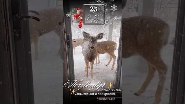 Доброе утро смотреть онлайн