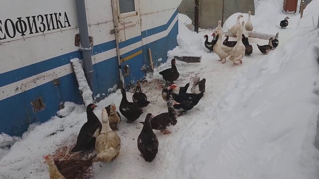 Гуси и индоутки на зимней прогулке смотреть онлайн