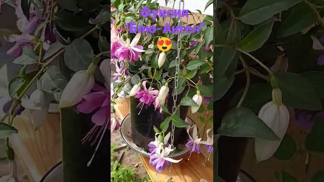 фуксия Блю Ангел #фуксия #фукисимания#сибирскийсад #мойогород #гавриш #огород #цветывсаду смотреть онлайн