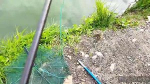 Купил новую вершу на валдберриз с 8-мю входами. рыба ловится. Очень порадовала