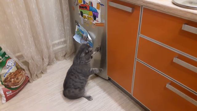 Котяра пытается открыть холодильник. смотреть онлайн