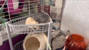 Уборка у крыс ? | Моё утро ?♀️